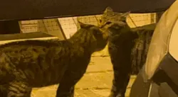 Alaraan / Benim adamlarım / İlk takıntım