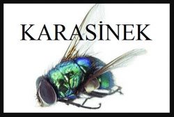 BERİL ÖKE GÜLEN / KARASİNEK / KARASİNEK