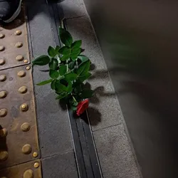 Emine sıla çeltek / Gizli Dünyadan Sırlar (seçmeli şiirler) / Darmaduman