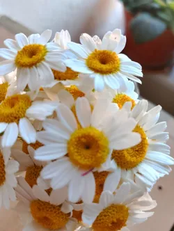 Şerife Nur / & / Bütün Renkler Aynı Hızla Kirleniyordu, Birinciliği Beyaza Verdiler.