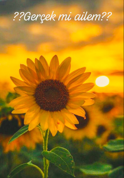 sümeyye / ¿¿Gerçek Mi Ailem??(Ayçiçeği  Serisi 1. Kitap) / 2. BÖLÜM