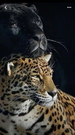 Zelal Çelik / Karagözlüm / 4. Bölüm