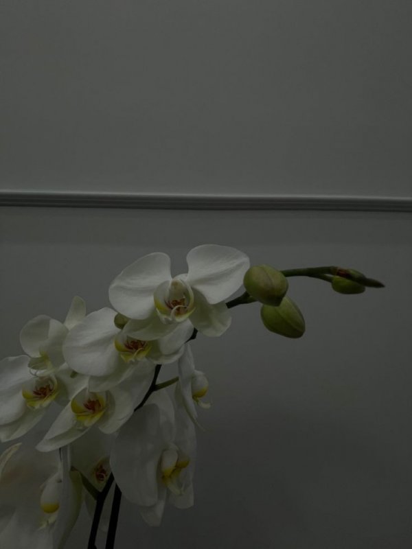 Storia🥥🫧🤍 / LAVİNİA / GİRİŞ