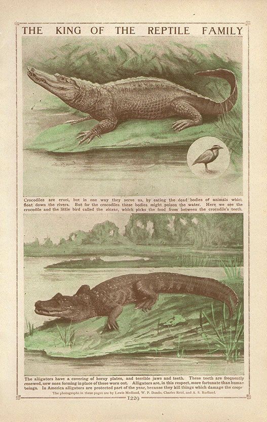 Gül Yılmaz / Timsah Dişleri / 13-Demirler Eridi