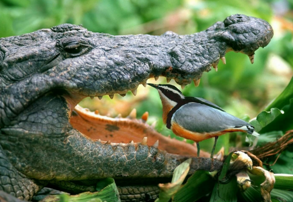 Gül Yılmaz / Timsah Dişleri / Gi̇ri̇ş