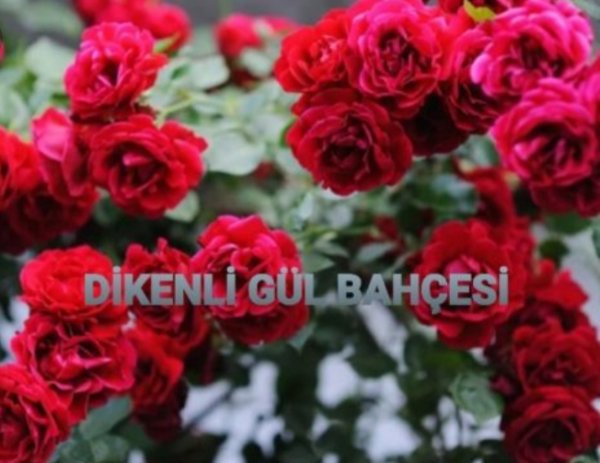 Mecide El hasan / DİKENLİ GÜL BAHÇESİ / 1. Bölüm