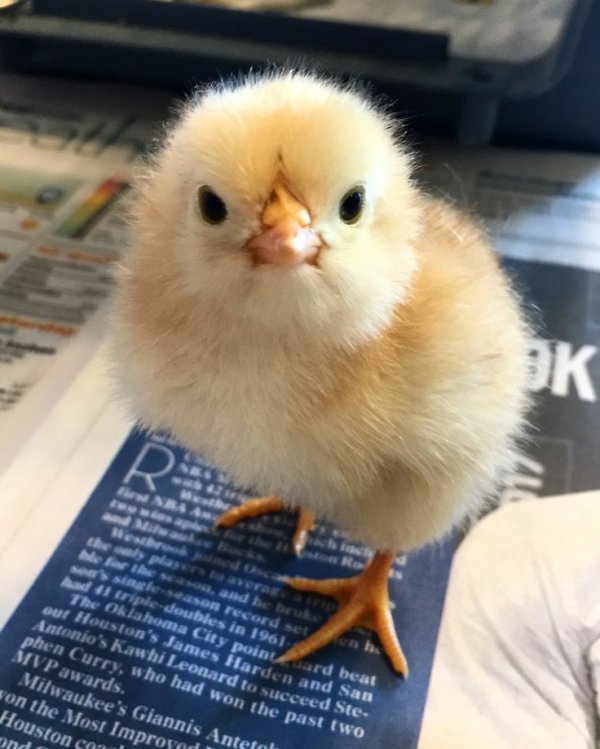 Deniz / KARIŞIK NUMARALAR/YARI TEXTING / Açıklama