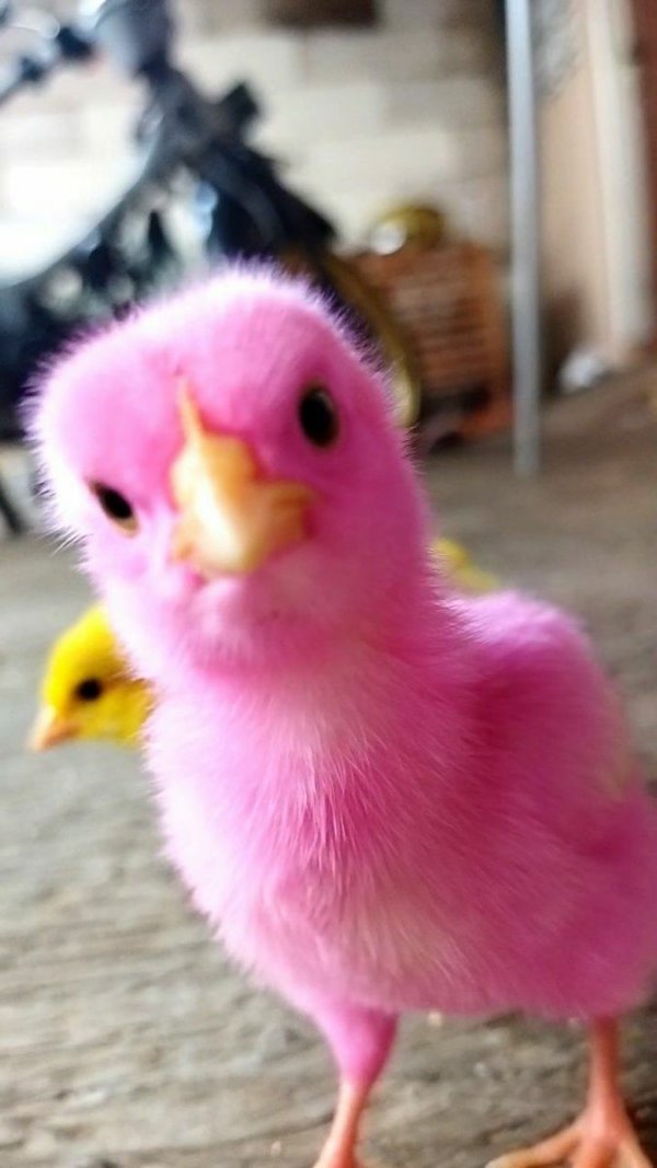 Deniz / GECENİN SAHİBI / Açıklama: Oy!