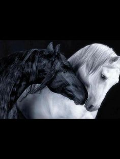 Deniz / TALEBE  AŞKI ZOR / 32. BÖLÜM: AFFET BENİ