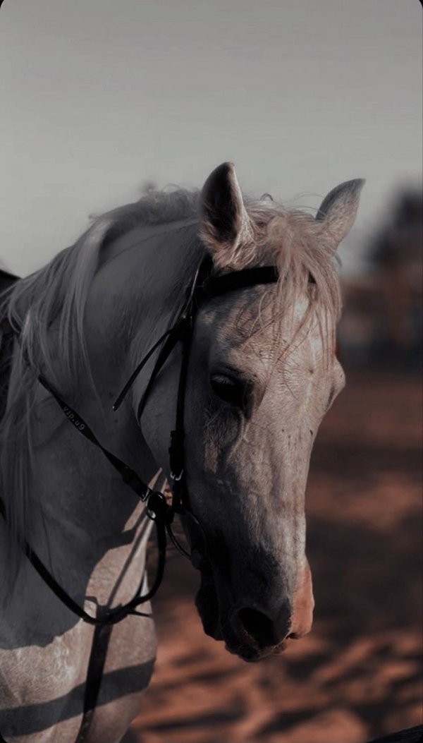 Seher Meriç / Çöl Sarayı Prensesi / 12. Bölüm