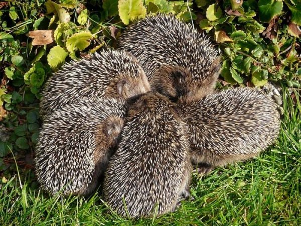 Yılmaz Örmeci / Edebiyat Parçalarım / KİRPİLER GİBİ