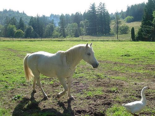 Yılmaz Örmeci / Edebiyat Parçalarım / Kısrak ile Kaz