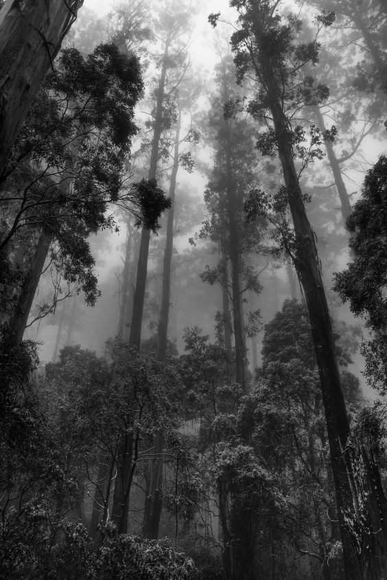 Safinaz S. / Avuçlarımda Kokan Portakal Çiçeği / 15.Bölüm: Orman Yeşili Kuyu