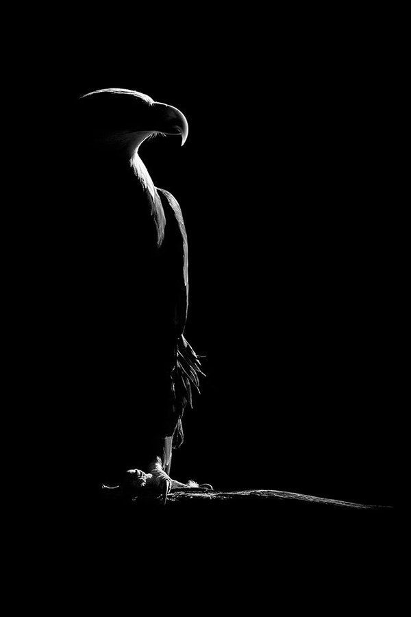 Anatra Bordò / KANLI BUZ(+13) / 25.BÖLÜM:KARTAL