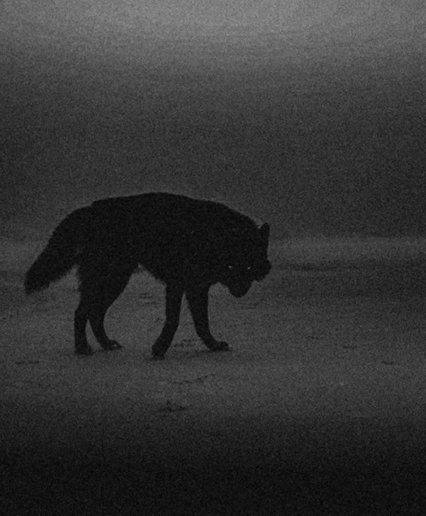 Noctrixa / KİLLY: GÖLGELERİN ADI / KARANLIĞIN İÇİNDEKİ BAYKUŞ