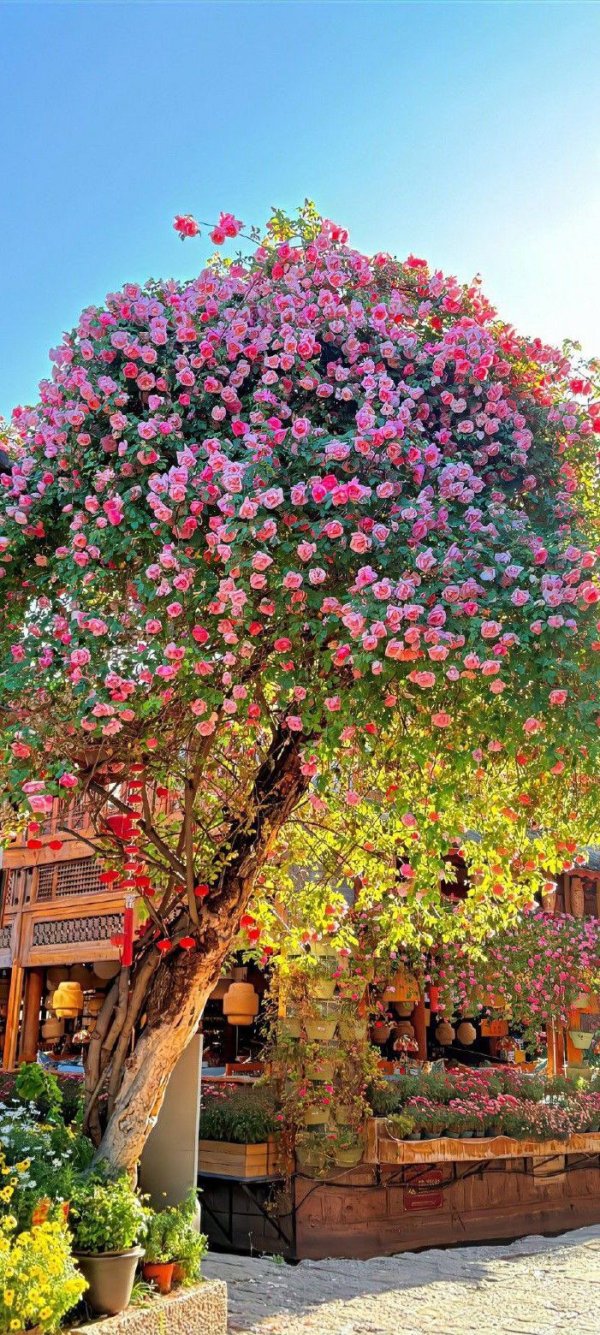 jiyan üstündağ / Yeni Bir Sen İçin Sen / 138. Bölüm