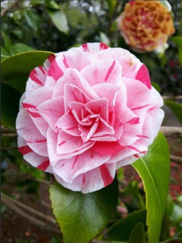 Dolunay / VC17 / 1. Bölüm: Lavinia