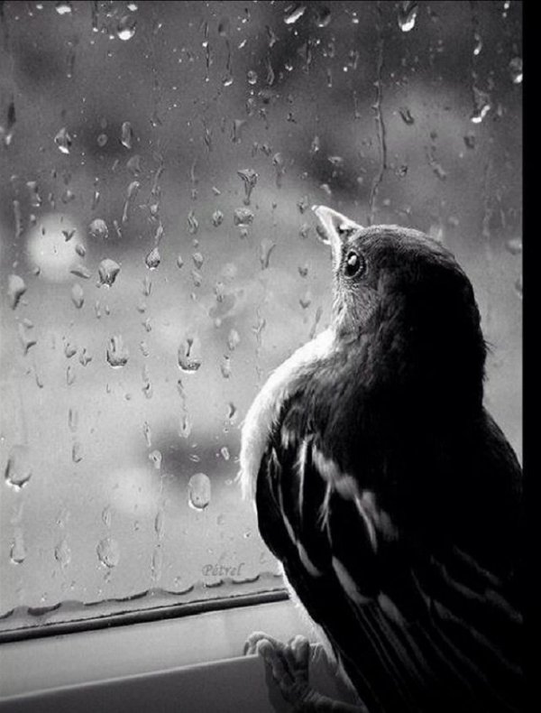 Yıldız Tozu / Aynadaki Yansımalar / DUYGULAR