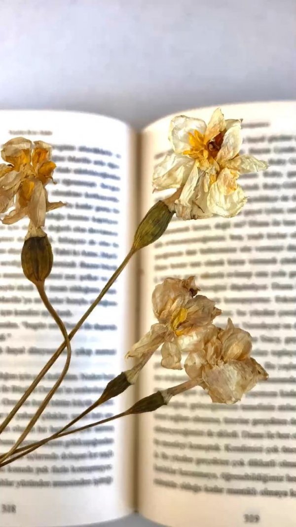 Yıldız Tozu / Aynadaki Yansımalar / ANILAR