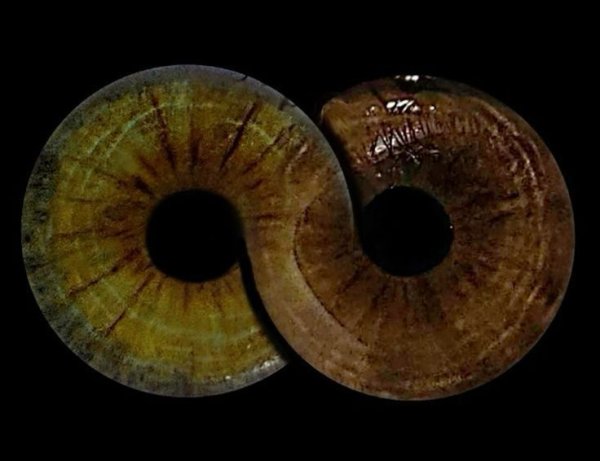 Gülçin Yıldırım / TUTSAK / BİR ÇİFT GÖZ