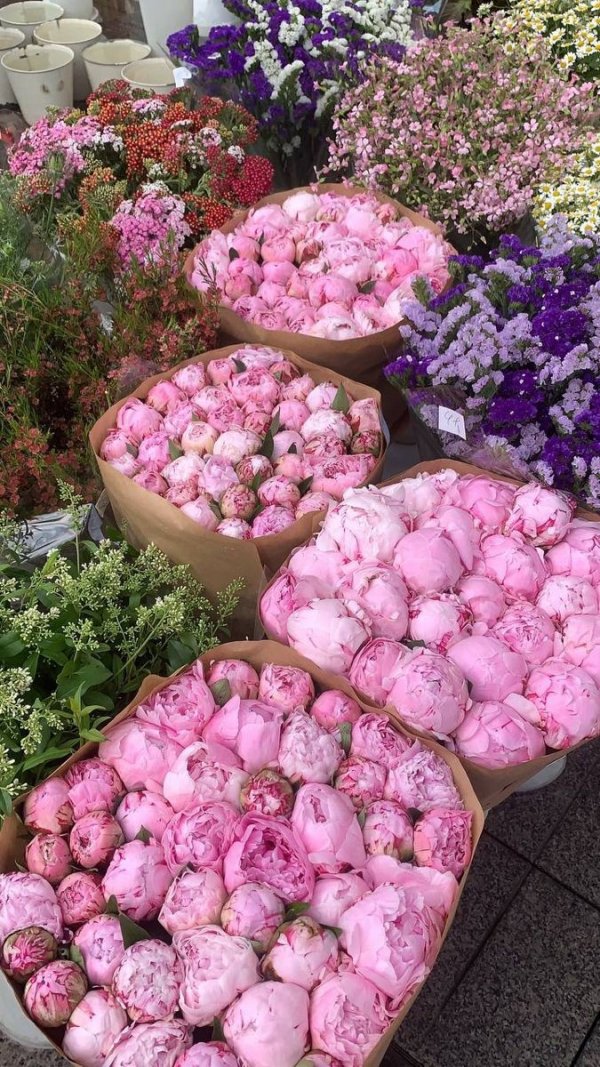 Satürn`ün Halkası / Beyaz Açelya / 11. Bölüm