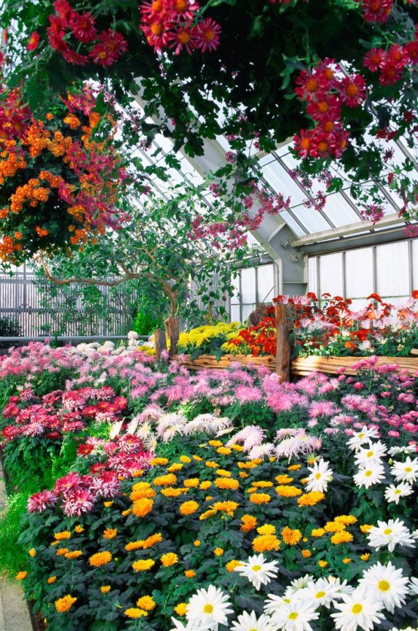 Satürn`ün Halkası / Beyaz Açelya / 12. Bölüm