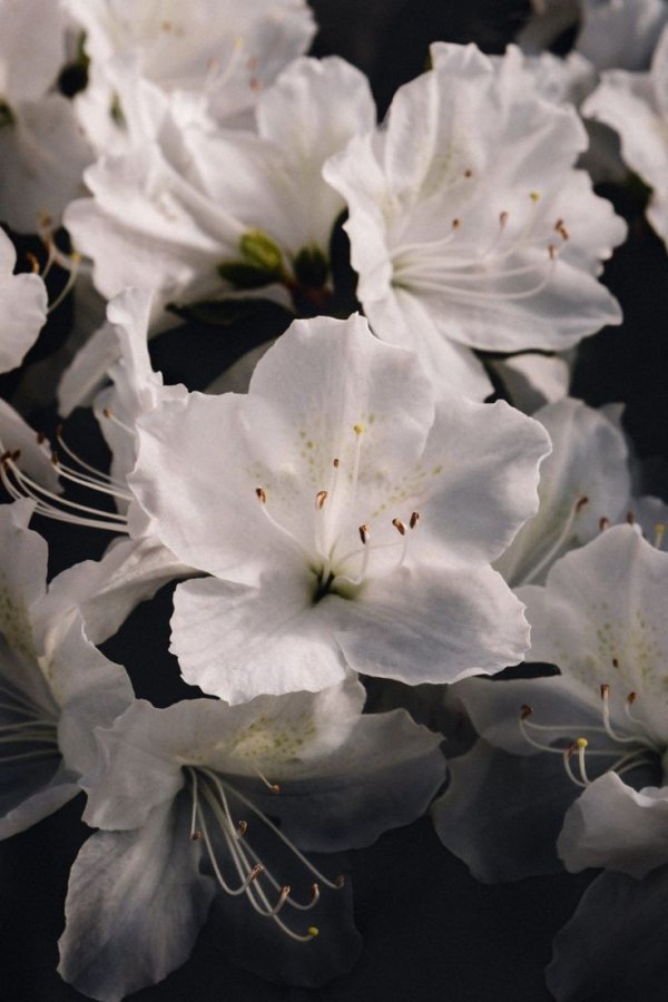 Satürn`ün Halkası / Beyaz Açelya / 21. Bölüm