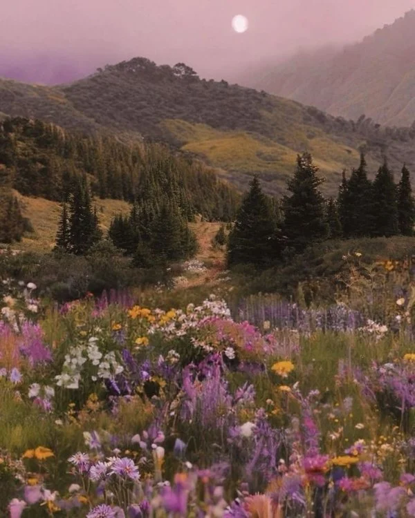 Satürn`ün Halkası / Zamanın İzleri / Kır çiçekleri🌻🌷