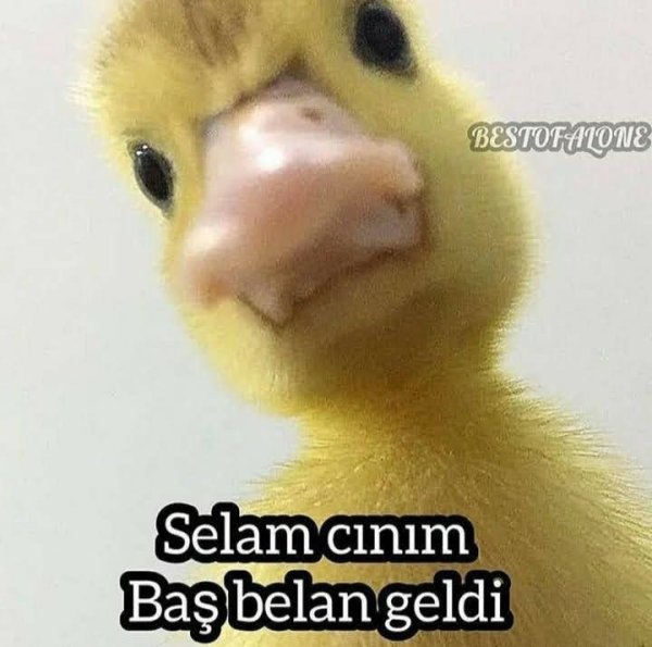 İREMM / Okuldaki  zorbalar / 😜