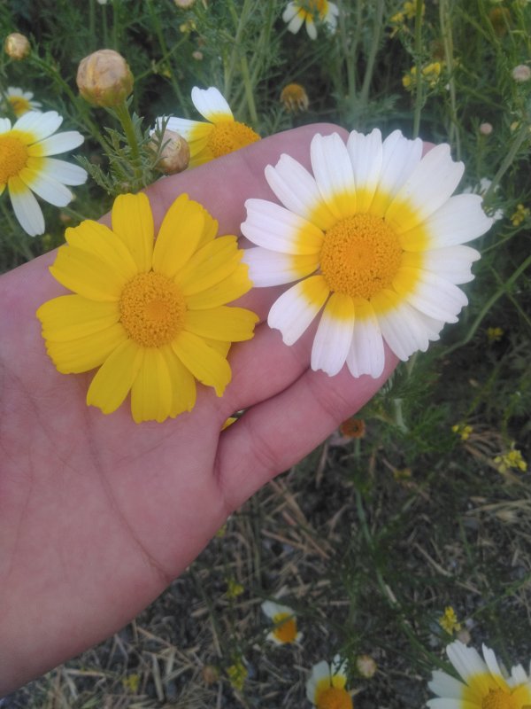 İsmail Akk / Şiirler kalpten söylenir / 💐🕊️🌷Sivas🌷🕊️💐