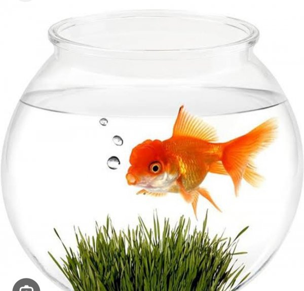 Nurullah Umut / ŞİİR İÇERDE. / 🌏AKVARYUM🌐