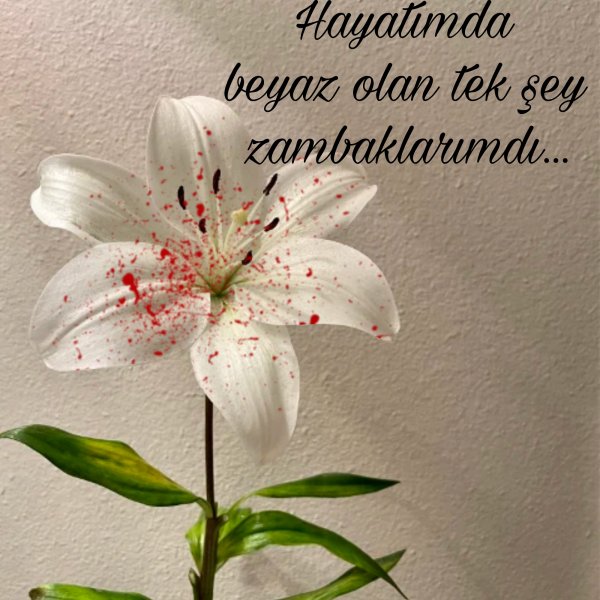 Aley1Alos1 / Kanlı Zambak
(Zambak serisi_1) / Giriş