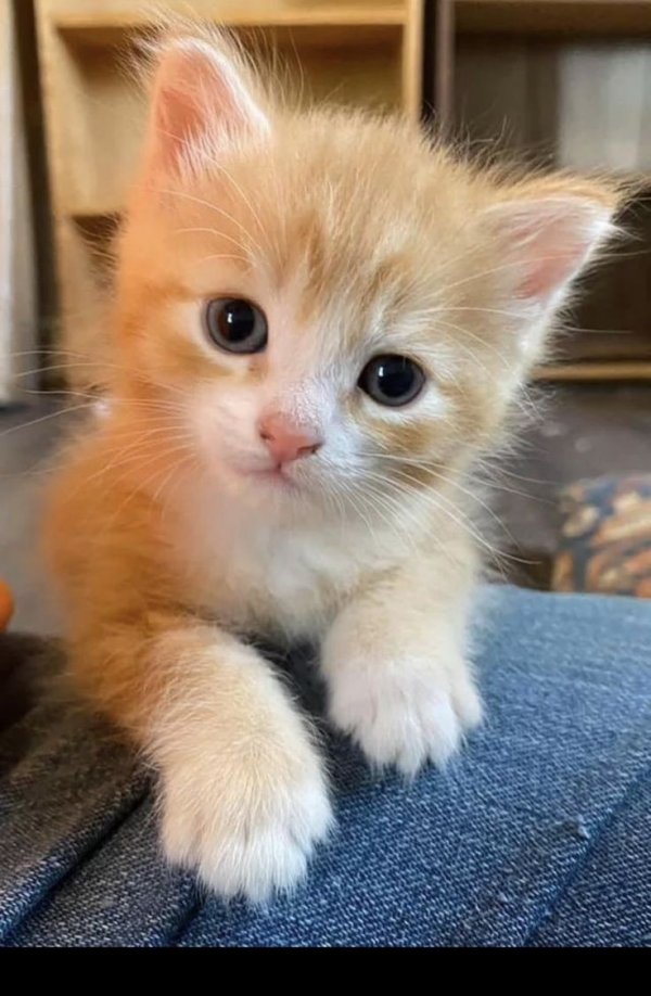 Lavina Kara / Aşeka ' Sarmaşık' / 20.Bölüm